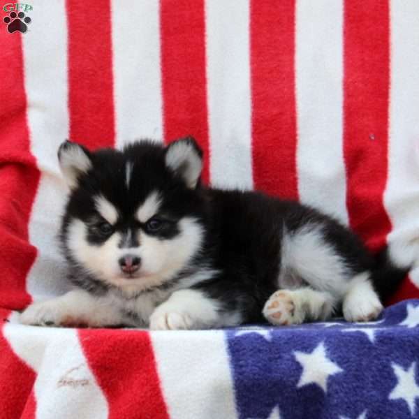 Gunner, Pomsky Puppy
